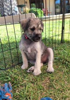 Lola -  Terrier Dog for Adoption in Corona, California - Lola | PetCurious