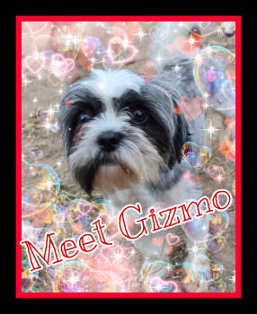 Rescue Shih Tzu Dogs for Adoption in San Antonio, Texas - Delilah | PetCurious