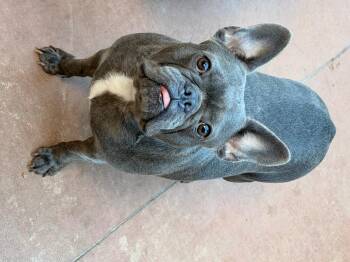 Rayma -  French Bulldog Dog for Adoption in North Freedom, Wisconsin - Rayma | PetCurious