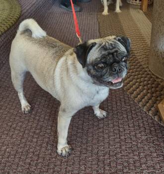 Rosie -  Pug Dog for Adoption in Golden Valley, Arizona - Rosie | PetCurious
