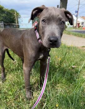 Bubble Gum -  Pit Bull Terrier Dog for Adoption in Cheektowaga, New York - Bubble Gum | PetCurious
