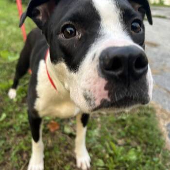 Black Labrador Retriever and American Staffordshire Terrier Dogs Available for Adoption - Jinx | PetCurious