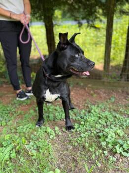 Rex -  Husky and Pit Bull Terrier Dog for Adoption in Lovingston, Virginia - Rex | PetCurious