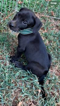 Enzo - M - Lab mix, black/ white on chest 8 weeks old. -  Black Labrador Retriever Dog for Adoption in Muldrow, Oklahoma - Enzo - M - Lab Mix, Black/ White On Chest 8 Weeks Old. | PetCurious