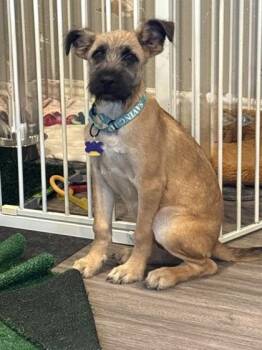 Wellington -  Terrier and Mixed Breed Dog for Adoption in Fort Worth, Texas - Wellington | PetCurious