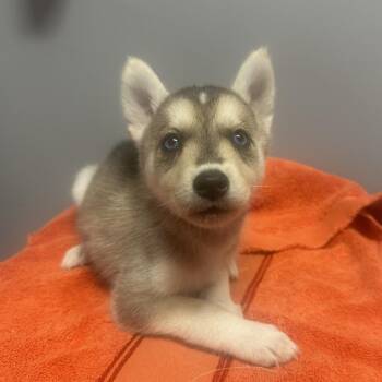 Rescue Husky Dogs for Adoption in Webster, Texas - Thor | PetCurious