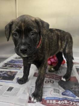 Pit Bull Terrier and Mixed Breed Dogs Available for Adoption in Westland, Michigan - Sadhbh | PetCurious