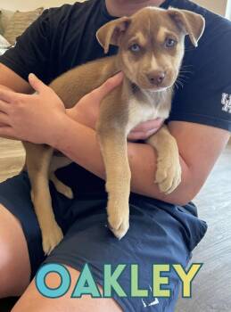 Shepherd and Husky Dogs Available for Adoption - Oakley | PetCurious