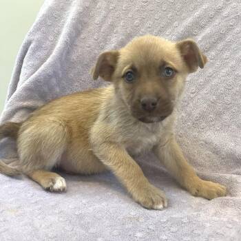 Terrier Dogs Available for Adoption in Las Vegas, Nevada - Bit O Honey 53687 | PetCurious