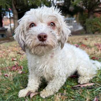 Rescue Bichon Frise Dogs for Adoption in Latrobe, Pennsylvania - Lucy | PetCurious