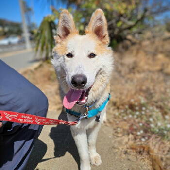 Rescue Husky Dogs for Adoption in Oakland, California - Sprinter | PetCurious