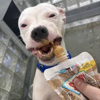 Riptide -  Mixed Breed Dog for Adoption in Pittsburgh, Pennsylvania - Riptide | PetCurious