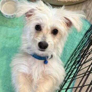 Maltipoo and Chihuahua Dogs Available for Adoption - Coconut | PetCurious