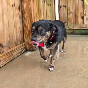 Willie -  Mixed Breed Dog for Adoption in Freeport, Florida - Willie | PetCurious