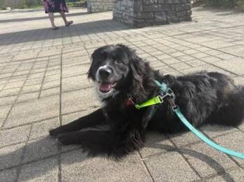 Mixed Breed Dogs Available for Adoption - Kierra | PetCurious