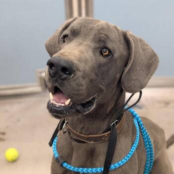 Great Dane and Cane Corso Dogs Available for Adoption in Salt Lake City, Utah - Opie | PetCurious