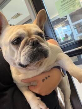 Unknown E Center Street -  French Bulldog Dog for Adoption in Marion, Ohio - Unknown E Center Street | PetCurious