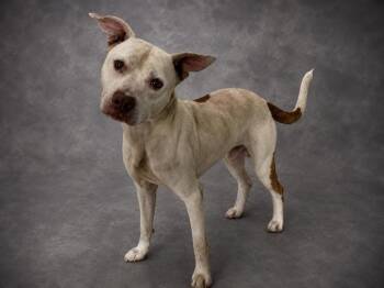 JASPER -  American Bulldog and Mixed Breed Dog for Adoption in Winter Haven, Florida - JASPER | PetCurious
