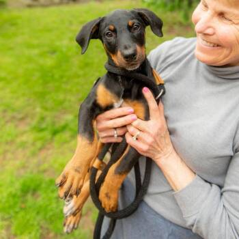 Doberman Pinscher and Australian Cattle Dog Blue Heeler Dogs Available for Adoption in Chester Springs, Pennsylvania - Angela | PetCurious