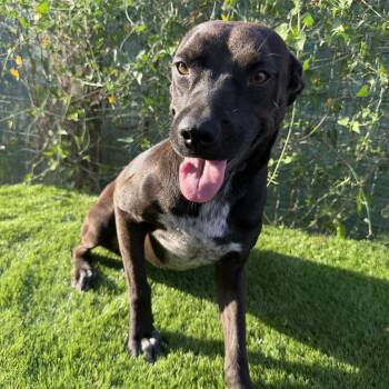 Nala -  Pit Bull Terrier and Labrador Retriever Dog for Adoption in Harlingen, Texas - Nala | PetCurious