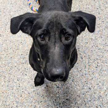 Billie Jean -  Mixed Breed Dog for Adoption in West Olive, Michigan - Billie Jean | PetCurious