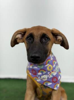 Belgian Shepherd Malinois and Coonhound Dogs Available for Adoption in Carlsbad, California - Bella | PetCurious