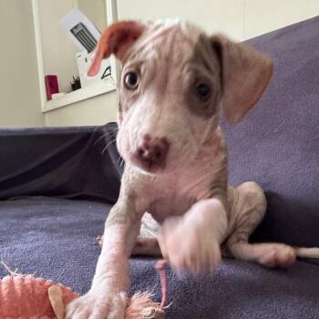 Tonya (orange) -  Mixed Breed Dog for Adoption in Winston-salem, North Carolina - Tonya (orange) | PetCurious