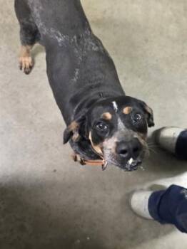 Bluetick Coonhound Dogs Available for Adoption in Marshall, North Carolina - Blue Whale | PetCurious
