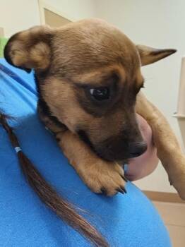 Little Sparrow -  French Bulldog and Corgi Dog for Adoption in Kennewick, Washington - Little Sparrow | PetCurious