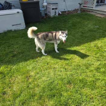 Husky Dogs Available for Adoption in Worcester, Massachusetts - Nova | PetCurious