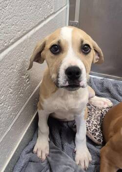 Labrador Retriever Dogs Available for Adoption in Chattanooga, Tennessee - Conway “Twitty-Tail” Woofman | PetCurious