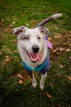 Harley -  Australian Cattle Dog Blue Heeler Dog for Adoption in Port Deposit, Maryland - Harley | PetCurious