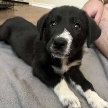 Border Collie Dogs Available for Adoption - Rooster JH | PetCurious