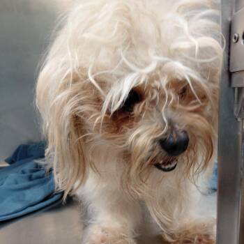 Barney -  Maltese and Bichon Frise Dog for Adoption in Philadelphia, Pennsylvania - Barney | PetCurious
