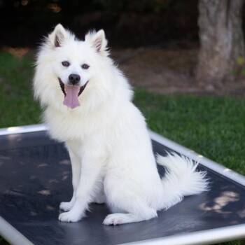 Eskimo Dog and Mixed Breed Dogs Available for Adoption in Cumming, Georgia - Gable 22297 | PetCurious