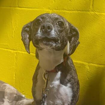 Mixed Breed Dogs Available for Adoption in Huntsville, Arkansas - (Vet 5/14) Remy | PetCurious