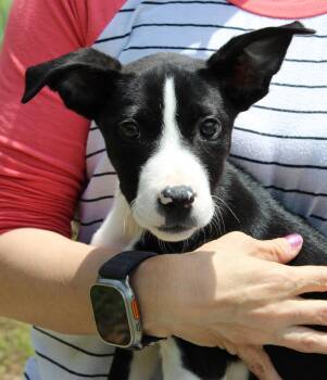 Terrier Dogs Available for Adoption in Prattville, Alabama - Oakley 43461 | PetCurious