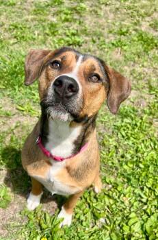 Luna -  Hound and German Shepherd Dog Dog for Adoption in Saint James, Minnesota - Luna | PetCurious
