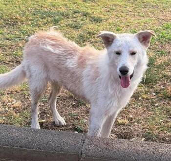 Cinder -  Husky Dog for Adoption in Deming, New Mexico - Cinder | PetCurious