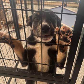 Venus -  Mixed Breed Dog for Adoption in Taos, New Mexico - Venus | PetCurious