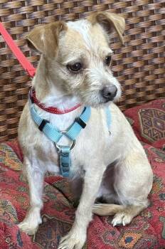 Chihuahua Dogs Available for Adoption - Canelo | PetCurious