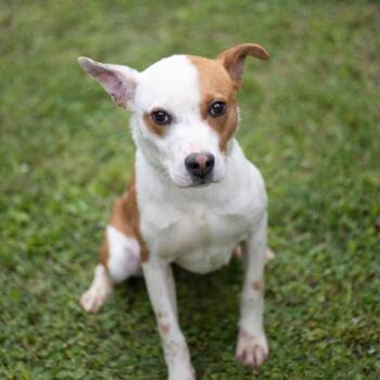 Terrier Dogs Available for Adoption in Brownsboro, Alabama - Emilia | PetCurious