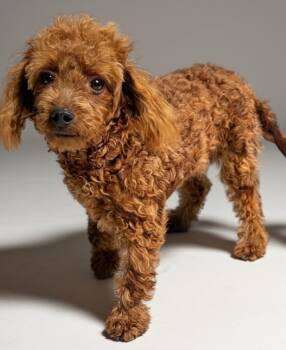 Cavalier King Charles Spaniel and Poodle Dogs Available for Adoption in Fort Myers, Florida - Tidbit-Cavapoo Puppy! | PetCurious