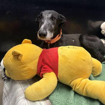 Peter -  Galgo Spanish Greyhound Dog for Adoption in Swanzey, New Hampshire - Peter | PetCurious