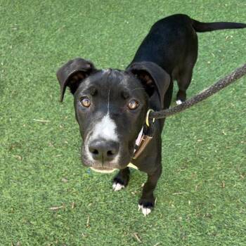 Batty -  Pit Bull Terrier Dog for Adoption in Ojai, California - Batty | PetCurious