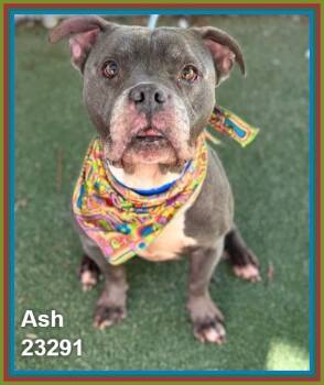 ASH -  Pit Bull Terrier and American Staffordshire Terrier Dog for Adoption in Marietta, Georgia - ASH | PetCurious