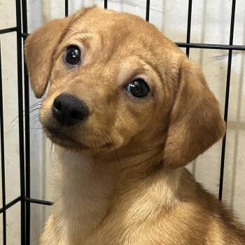 Rescue Chihuahua Dogs for Adoption in Lampasas, Texas - Dakota | PetCurious