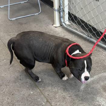111139 -  Mixed Breed Dog for Adoption in Las Cruces, New Mexico - 111139 | PetCurious