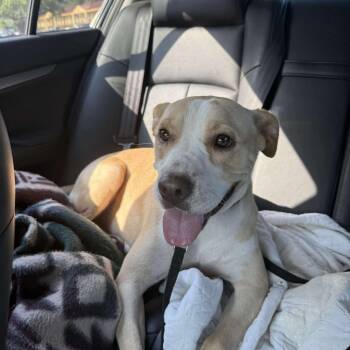 Rescue Labrador Retriever Dogs for Adoption in Perryville, Arkansas - Reece | PetCurious