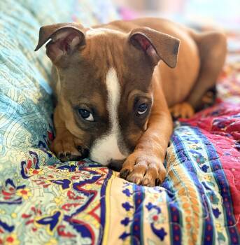 Louis -  American Bully and Boxer Dog for Adoption in Mansfield, Texas - Louis | PetCurious
